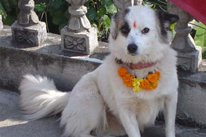kukur tihar