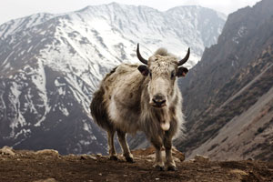 nepal yak