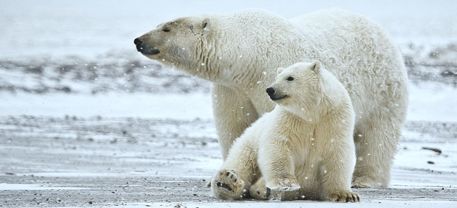 polar bears