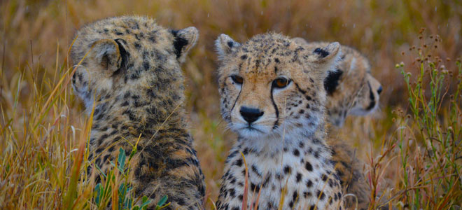 cheetahs