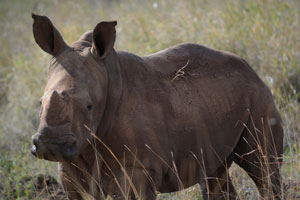rhino